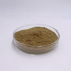 Pharmceutical Herb Dandelion Root Extract For Liver Kindney Gallbladder Support